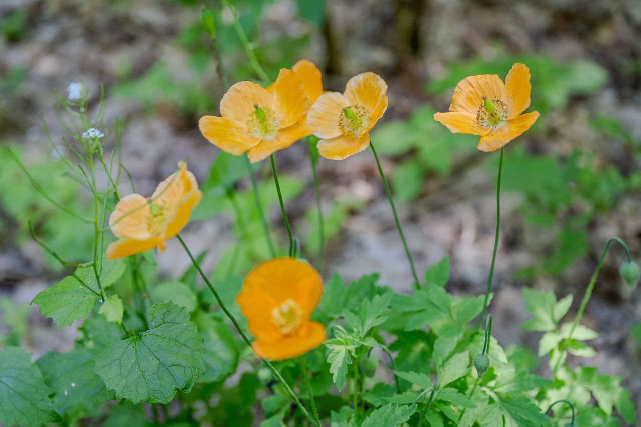 Bloemen in de natuur