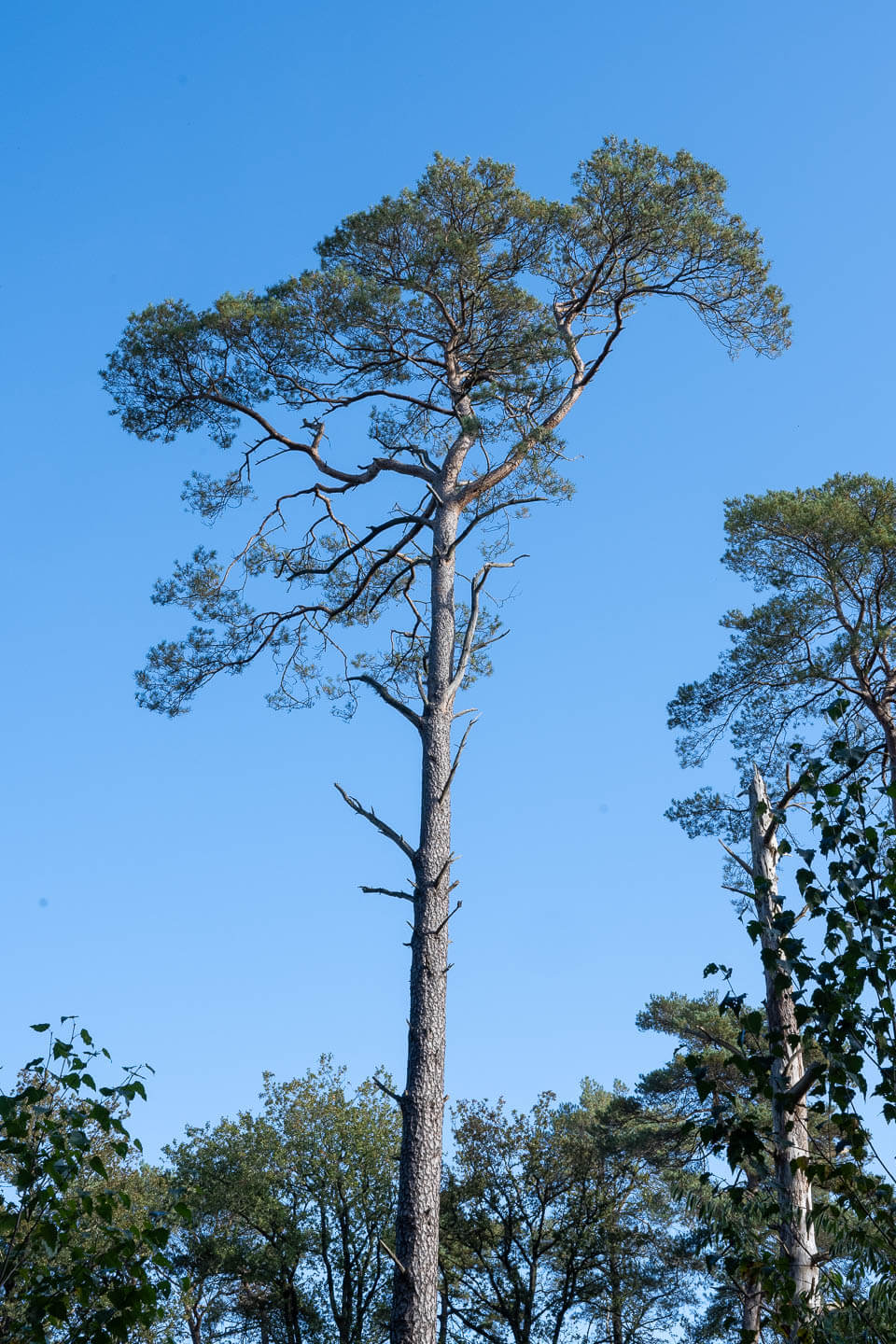 natuur Drents-Friese Wold